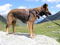 2009_08_18 bella in der silvretta _006